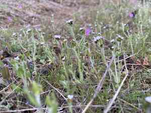 Pacific popcornflower(Plagiobothrys tenellus)