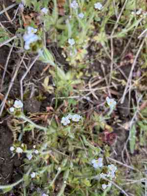 Pacific popcornflower(Plagiobothrys tenellus)