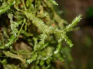 Plagiochila arbuscula(Plagiochila arbuscula)