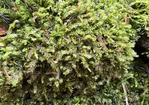 Spleenwort scale moss(Plagiochila asplenioides)