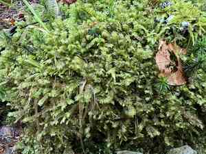 Spleenwort scale moss(Plagiochila asplenioides)