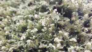Spleenwort scale moss(Plagiochila asplenioides)