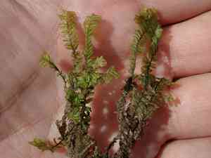 Spleenwort scale moss(Plagiochila asplenioides)