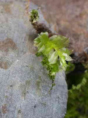 Toothed Plagiomnium Moss(Plagiomnium cuspidatum)