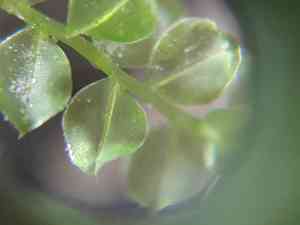 Toothed Plagiomnium Moss(Plagiomnium cuspidatum)