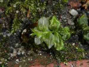 Toothed Plagiomnium Moss(Plagiomnium cuspidatum)