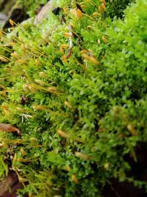Toothed Plagiomnium Moss(Plagiomnium cuspidatum)