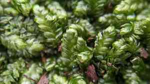 Plagiothecium moss(Plagiothecium laetum)