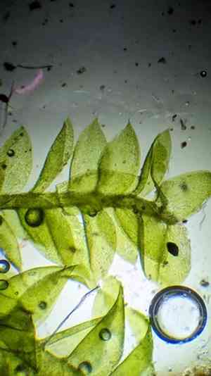 Plagiothecium moss(Plagiothecium laetum)