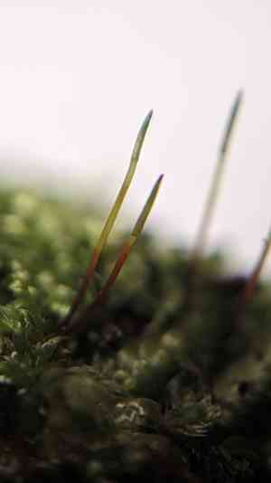 Plagiothecium moss(Plagiothecium laetum)