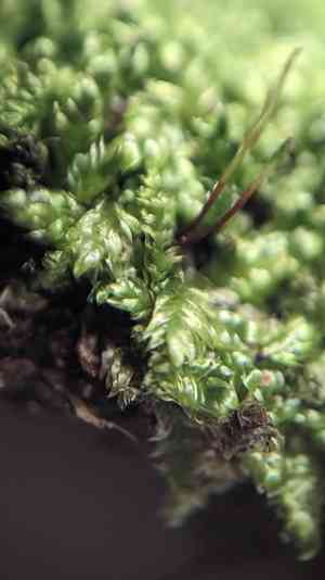 Plagiothecium moss(Plagiothecium laetum)