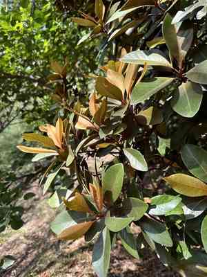 Lalaha(Planchonella obovata)