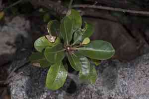 Lalaha(Planchonella obovata)