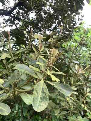Lalaha(Planchonella obovata)