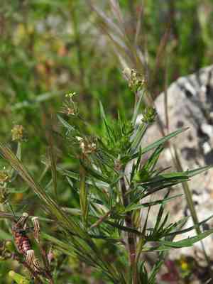 Glandular plantain(Plantago afra)