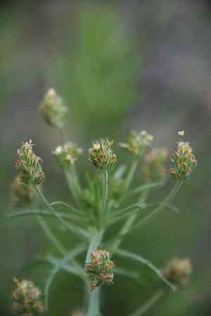 Glandular plantain(Plantago afra)