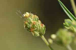 Glandular plantain(Plantago afra)