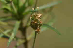 Glandular plantain(Plantago afra)