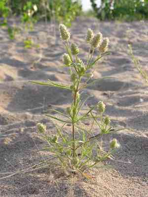Glandular plantain(Plantago afra)