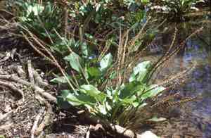 Heart-leaf plantain (Plantago cordata)