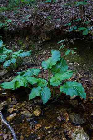 Heart-leaf plantain(Plantago cordata)