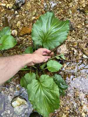 Heart-leaf plantain(Plantago cordata)