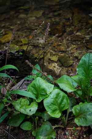 Heart-leaf plantain(Plantago cordata)