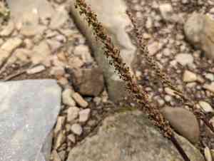 Heart-leaf plantain(Plantago cordata)