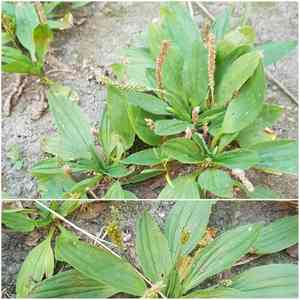 Plantago depressa(Plantago depressa)