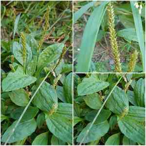 Plantago depressa(Plantago depressa)