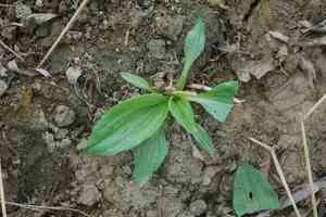 Plantago depressa(Plantago depressa)