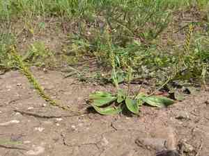 Plantago depressa(Plantago depressa)