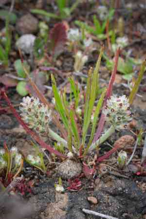 Dot-seed plantain(Plantago erecta)