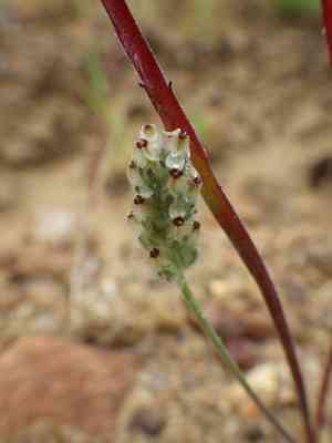 Dot-seed plantain(Plantago erecta)