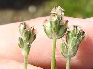 Dot-seed plantain(Plantago erecta)