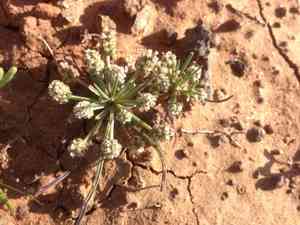 Dot-seed plantain(Plantago erecta)