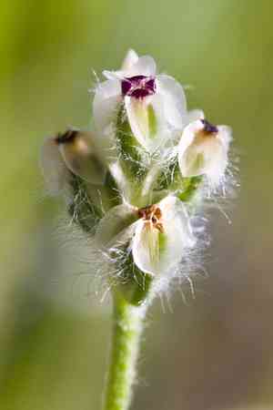 Dot-seed plantain(Plantago erecta)
