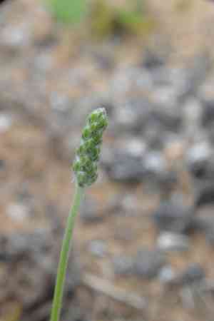 Tallow weed(Plantago hookeriana)