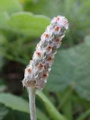 Tallow weed(Plantago hookeriana)