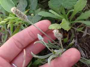 Tallow weed(Plantago hookeriana)