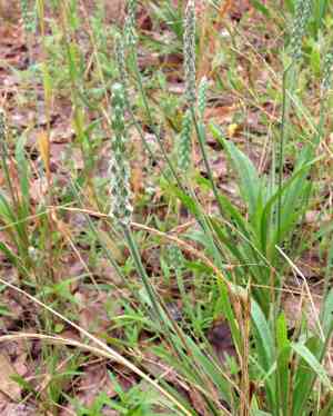 Tallow weed(Plantago hookeriana)