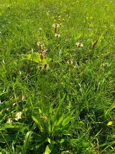 Ribwort plantain(Plantago lanceolata)