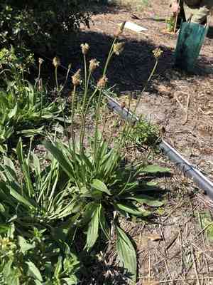 Ribwort plantain(Plantago lanceolata)