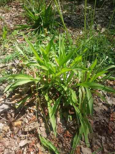 Ribwort plantain(Plantago lanceolata)