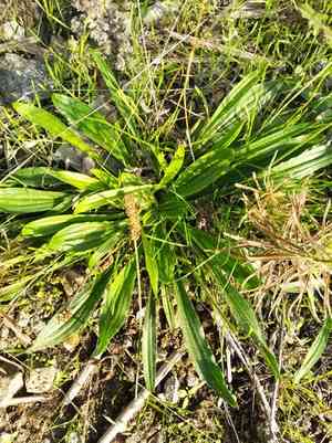 Ribwort plantain(Plantago lanceolata)
