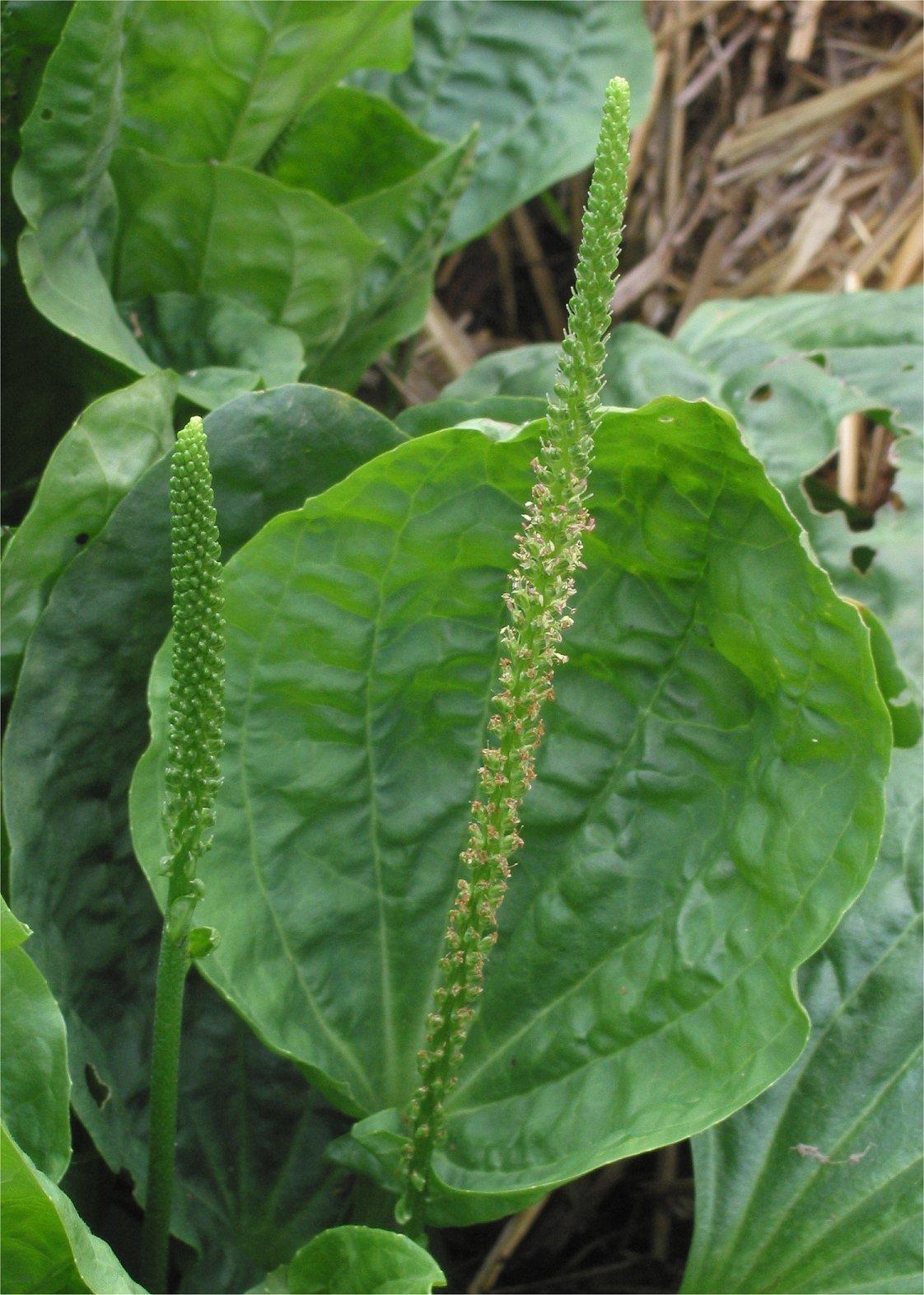 Common plantain