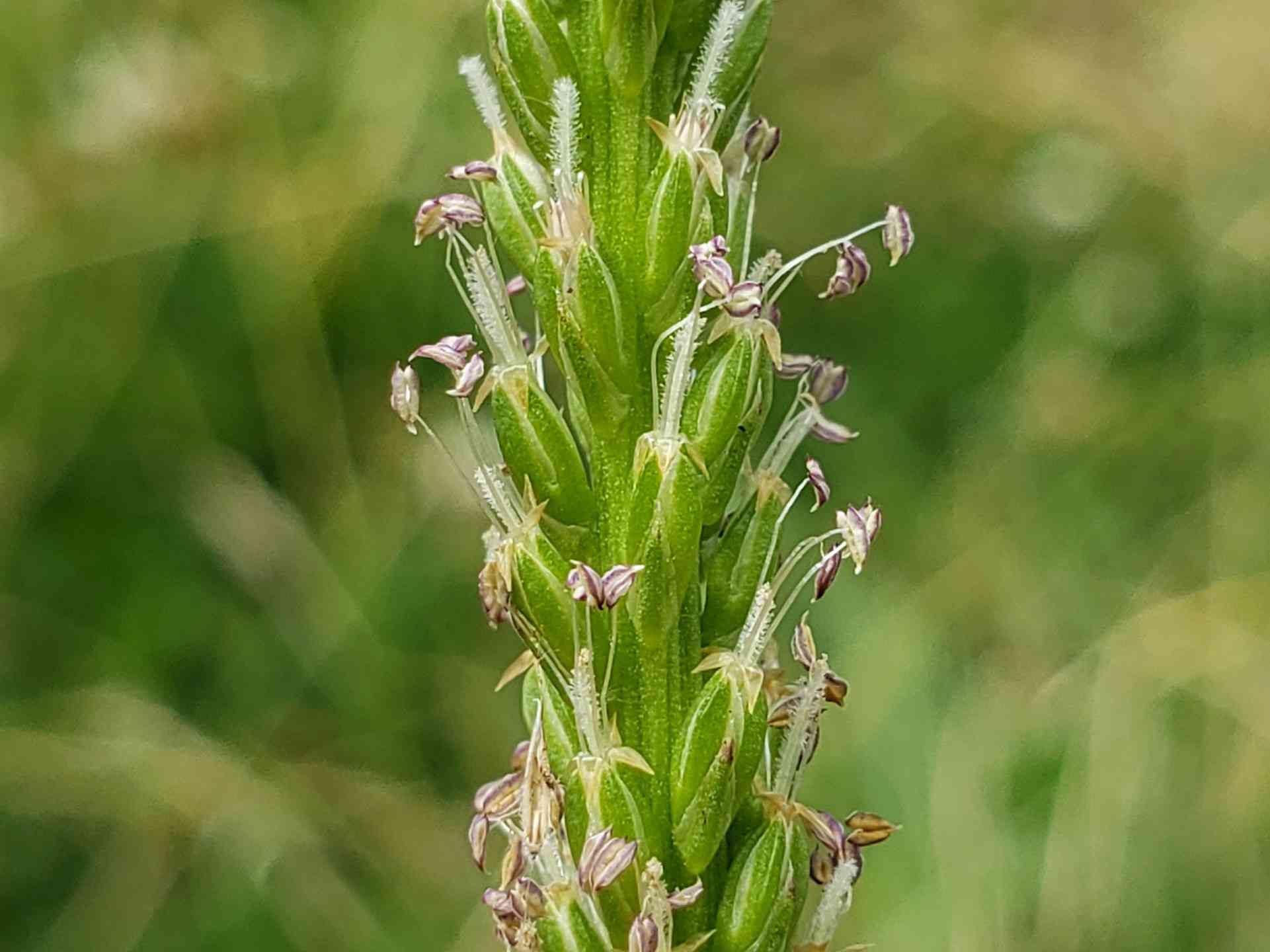 Common plantain(Plantago major)