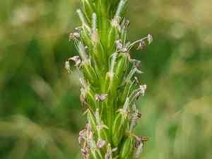Common plantain(Plantago major)