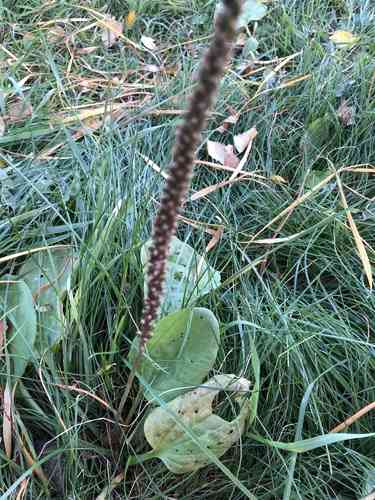 Common plantain(Plantago major)