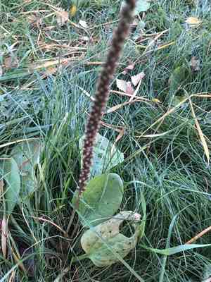 Common plantain(Plantago major)